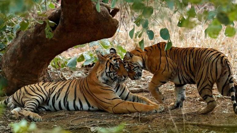 Rathambore Tiger Reserve